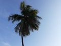 A coconut tree displayed  with blue sky background . A beautiful nature scenery  when my evening walk in our village road side. Royalty Free Stock Photo