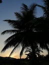 Coconut tree Royalty Free Stock Photo