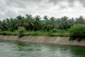 Coconut tree farm in India Royalty Free Stock Photo
