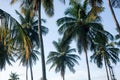 Coconut tree farm in India Royalty Free Stock Photo