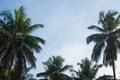 coconut tree farm in India Royalty Free Stock Photo