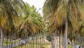 Coconut tree farm in rural, Karnataka, India Royalty Free Stock Photo