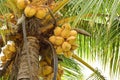 Coconut tree Royalty Free Stock Photo