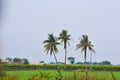 Coconut tree in the field