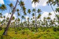 Coconut tree forest plantation field farm Mayaro Manzanilla Trinidad and Tobago Royalty Free Stock Photo