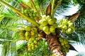 Coconut tree in garden