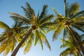 Coconut tree fronds in early morning light on Miami Beach, Florida. Royalty Free Stock Photo