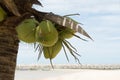 Coconut tree fruit beach sea ocean holiday object