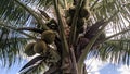 coconut tree fruit leaves and fronds Royalty Free Stock Photo