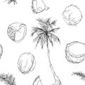 Coconut tree and fruits Royalty Free Stock Photo