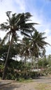 coconut tree in the garden. garden on a hill by the sea. blue sea beach. Coconut trees blown by the wind.