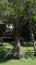 coconut tree in the garden. garden on a hill by the sea. blue sea beach. Coconut trees blown by the wind.