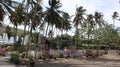 coconut tree in the garden. garden on a hill by the sea. blue sea beach. Coconut trees blown by the wind.