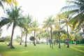 Coconut tree in the garden