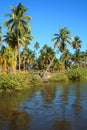 Coconut Tree Garden Royalty Free Stock Photo