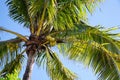 Coconut Tree