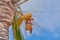 Coconut tree with green palm leaves and fresh yellow fruit on sunny summer day with blue sky. Beautiful natural, serene Royalty Free Stock Photo