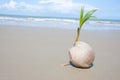 Coconut tree growing on empty tropical beach Royalty Free Stock Photo