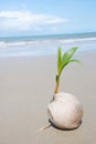 Coconut tree growing on empty tropical beach Royalty Free Stock Photo