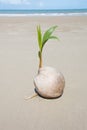 Coconut tree growing on empty tropical beach Royalty Free Stock Photo