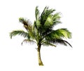 Single the Coconut tree growing up on the sea beach isolated on white background. Royalty Free Stock Photo