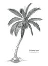 Coconut Tree Hand Drawing Engraving Style