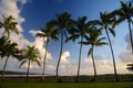 Coconut tree in Hawaii Royalty Free Stock Photo