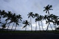 Coconut tree in Hawaii Royalty Free Stock Photo
