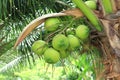 Coconut tree