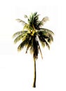 Single coconut tree isolated on white background. Royalty Free Stock Photo