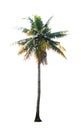 Single coconut tree isolated on white background Royalty Free Stock Photo