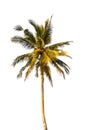 Coconut tree isolated on white background Royalty Free Stock Photo