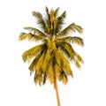Coconut tree isolated on white background Royalty Free Stock Photo
