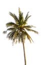 Coconut tree isolated on white background Royalty Free Stock Photo