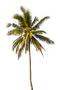 Coconut tree isolated on white background Royalty Free Stock Photo