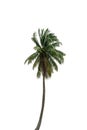 Coconut tree isolated on white background with clipping path Royalty Free Stock Photo
