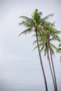 Coconut tree isolated on white background with clipping path