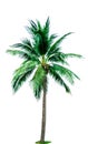 Coconut tree isolated on white background with copy space. Used for advertising decorative architecture. Summer and beach concept. Royalty Free Stock Photo