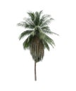 coconut tree isolated on white background. Royalty Free Stock Photo