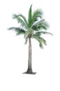 Coconut tree used for advertising decorative architecture. Summer and beach concept Royalty Free Stock Photo