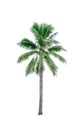 Coconut tree used for advertising decorative architecture. Summer and beach concept Royalty Free Stock Photo