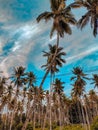 Coconut tree in jailolo Royalty Free Stock Photo