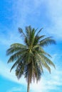 Coconut tree jungle, Palms in the tropics on sky background with copy space Royalty Free Stock Photo