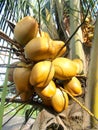 Coconut tree with king coconut fruit