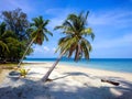 Coconut tree on Koh Bulone beach, Satun Royalty Free Stock Photo