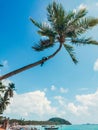 Coconut tree Koh samui beach Royalty Free Stock Photo