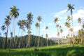 Coconut tree Kotamobagu Royalty Free Stock Photo