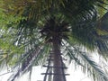 Coconut tree with ladder Royalty Free Stock Photo