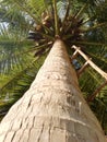 Coconut tree Royalty Free Stock Photo