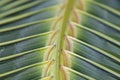 coconut tree leaf Royalty Free Stock Photo